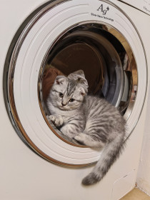 Шанель, 4 месяца. г. Благовещенск