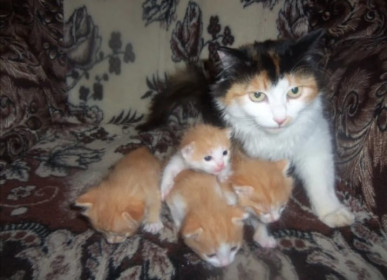 Симка, 8 лет. с. Желтоярово, Амурская область