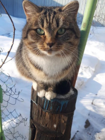 Семён Семёнович, 3,5 года. с. Ивановка Ивановский округ