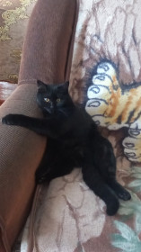 Мася, 6 месяцев, 4 кг. г. Шимановск