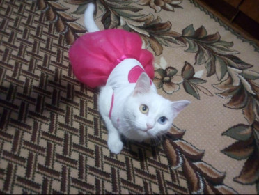 Ева, 4 года, 5кг. пгт Уруша