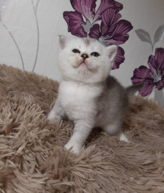 Маркус, 2 месяца. пгт Уруша