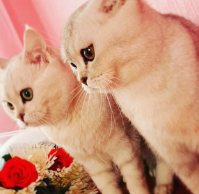 Боня, 4 года, и Каспер, 5 лет. пгт Уруша