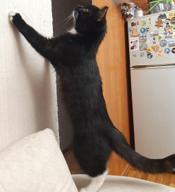 Кот Кузя, 7 месяцев. г. Благовещенск