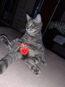 Кот Рино, 7 месяцев. г. Благовещенск