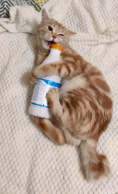 Mr.Персивальд, 1 год, г. Благовещенск