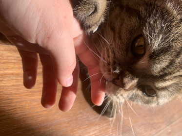 Марс , 2 года , 2 кг., г. Благовещенск