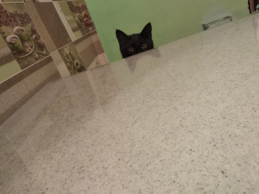 Сажик, 6 месяцев, п. Поярково