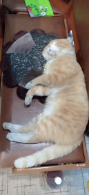 Тоша, 6 лет, с. Новоалексеевка