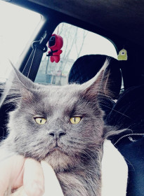 Виля, 4 года, г. Благовещенск