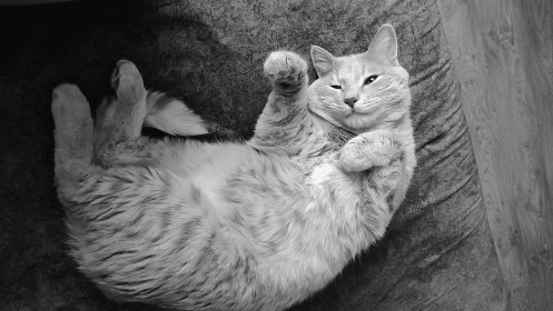 Лëва, 3 года, 5 кг. г. Благовещенск