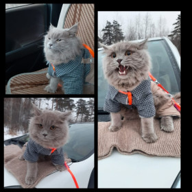 Мурзик, 1год 8 мес., 6кг, г. Белогорск