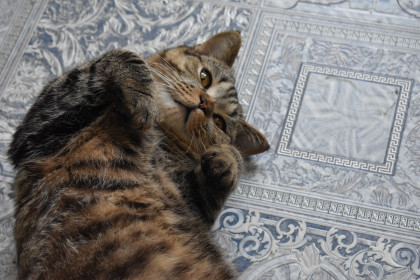 Тимофей, 2 года, 4 кг. Ромненский округ