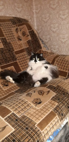 Анфиса, 6 лет, 5 кг. г. Белогорск