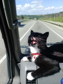 Мурка, 4 года