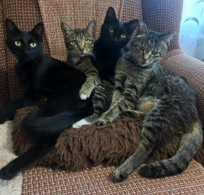 Мура (3 г.), Мила, Нюша, Черныша, 2 года. Тамбовский район