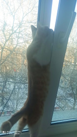 Барс, 5,5 мес., г. Белогорск