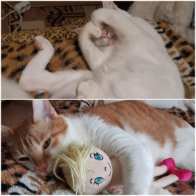 Братаны: Кузя (белый, 8 лет, 5кг) и Семён (рыжий, 7 лет, 6,5 кг). с. Чигири Благовещенский округ