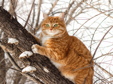 Котя, 6 лет. с.Николаевка