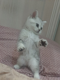 Филя, 2 мес., г. Благовещенск