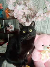 Себастьян, 6 лет, г. Белогорск