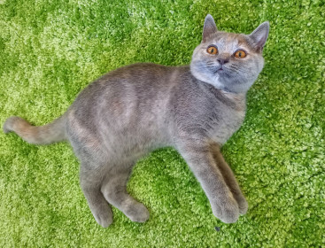 Серафима, 2,5 кг, 8 мес., г. Благовещенск