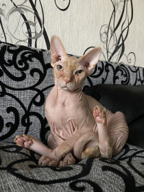 Серьезный парень Стич, 2 года. п. Архара