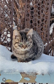 Кот Феликс, 9 месяцев, с. Поярково