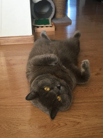 Моника, 7 лет. г. Благовещенск