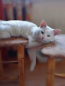 Соломон, 2 года, г. Благовещенск.