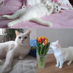 Чик, 10 лет. г. Благовещенск