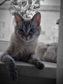 Бусинка, 2 года, г. Благовещенск