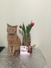 Симба, 4 года, г. Благовещенск