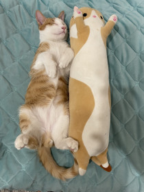 Кот Митяй, возраст примерно 10 месяцев, г. Благовещенск