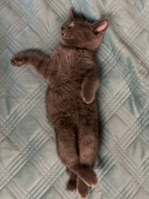 Кот Том, 2 месяца,  г. Благовещенск