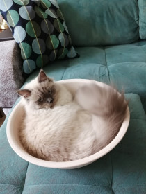 Бусинка, 8 месяцев, г. Благовещенск