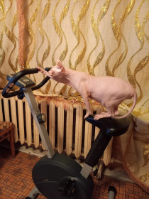 Йодо, 5 лет, 7 кг, г. Благовещенск.