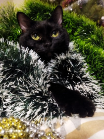 Алиса, 9 лет, 6 кг, г. Благовещенск