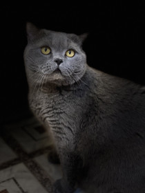 Босик, 5 лет. с. Белогорье