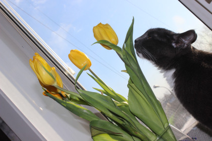 Котик Лайк. 1,5 года. г. Благовещенск