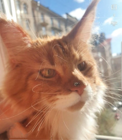 Фрося, 2 года, г. Санкт-Петербург