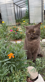 Марс , 5 лет, 5 ,5 кг., г. Кызыл