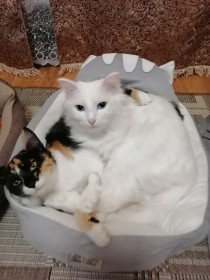 Вайсик, 2,5г; Буся 6,5м. г. Сковородино