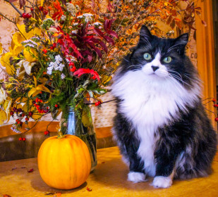 Кот Коржик, 5 лет, вес 7 кг.