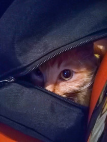 Кошка Жихарка, 7 лет, вес 3 кг. г. Тында