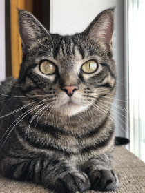 Ася, 8 лет, 3,5 кг., г. Благовещенск