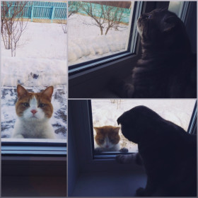 Гарфилд, 2 года, Лаки 1 год. с. Нижние Бузули