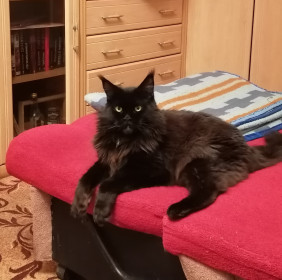 Альба, 2,3 года, 7,5 кг. г. Свободный