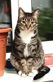 МурА, 4 года, г. Благовещенск