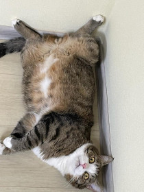 Кот Фома, 1 год, 3 мес., г. Благовещенск